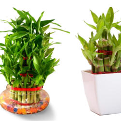 For lucky bamboo plant Water or soil which one is better