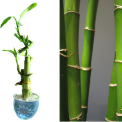 difference bamboo lucky bamboo plant