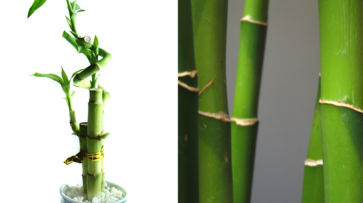 difference bamboo lucky bamboo plant