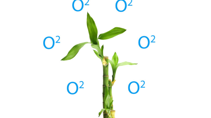 Does lucky bamboo purify and improve indoor air quality