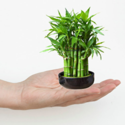 How to tke care of lucky bamboo plant