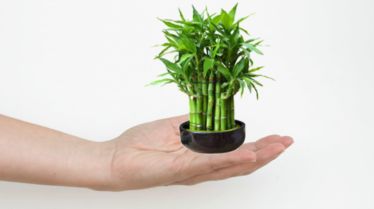 How To Care For Lucky Bamboo Plant 740x414 