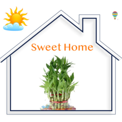 Why the Lucky Bamboo Plant is Good For Homes