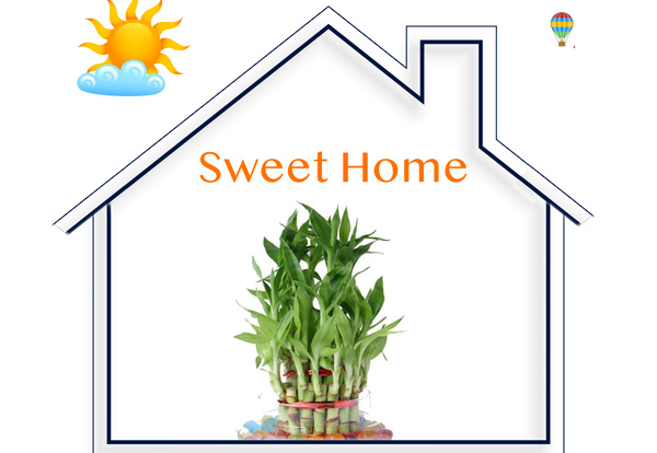 Why the Lucky Bamboo Plant is Good For Homes